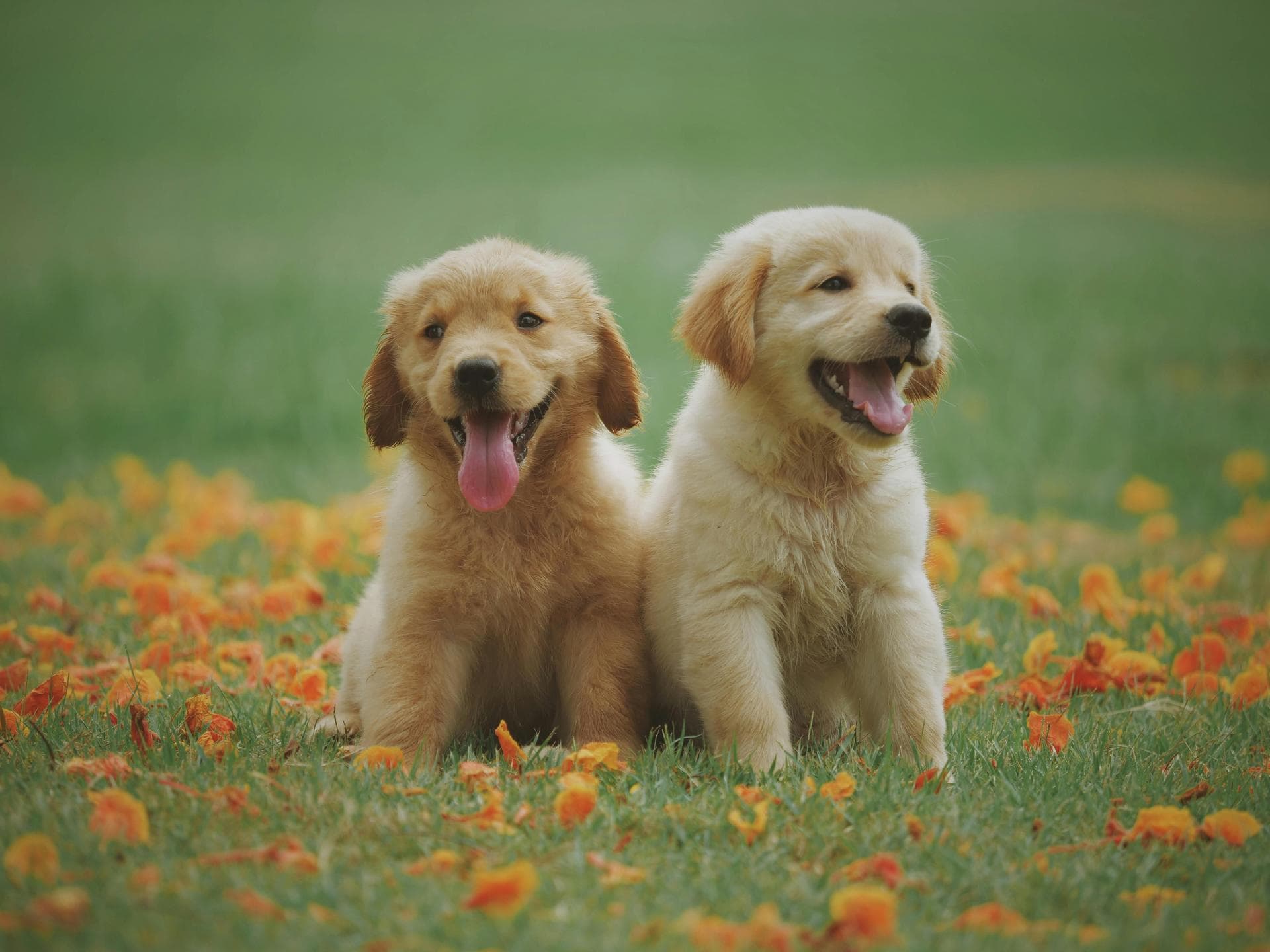 Best Vets in Cheltenham